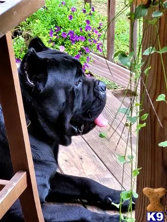 Cane Corso stud dog